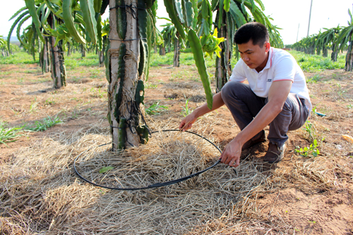Liên kết tìm đầu ra bền vững cho thanh long